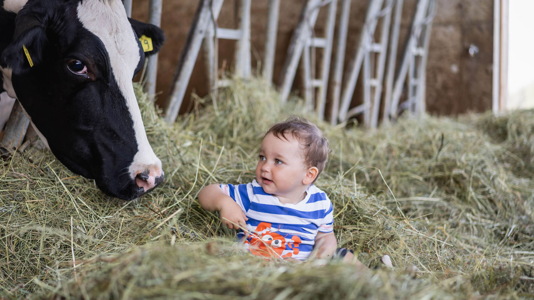 Bambino nel fieno con mucca