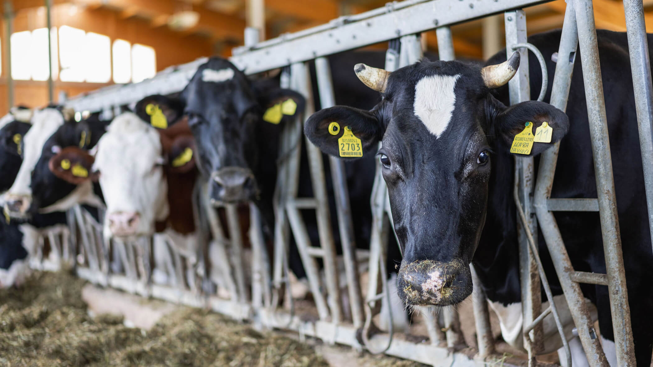 Mucche nella stalla